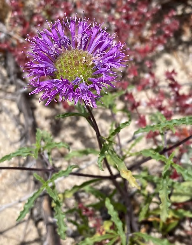Rare plant Gerry's curly-leaved monardella pictured in Ventura County. Photo by Mark A. Elvin used under CC BY-NC 4.01.jpg